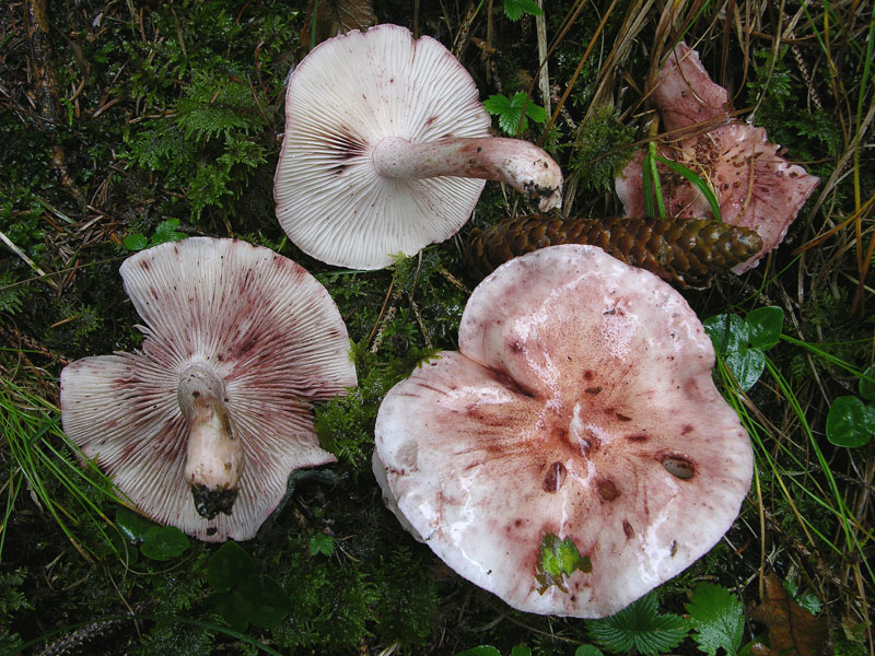 Hygrophorus erubescens